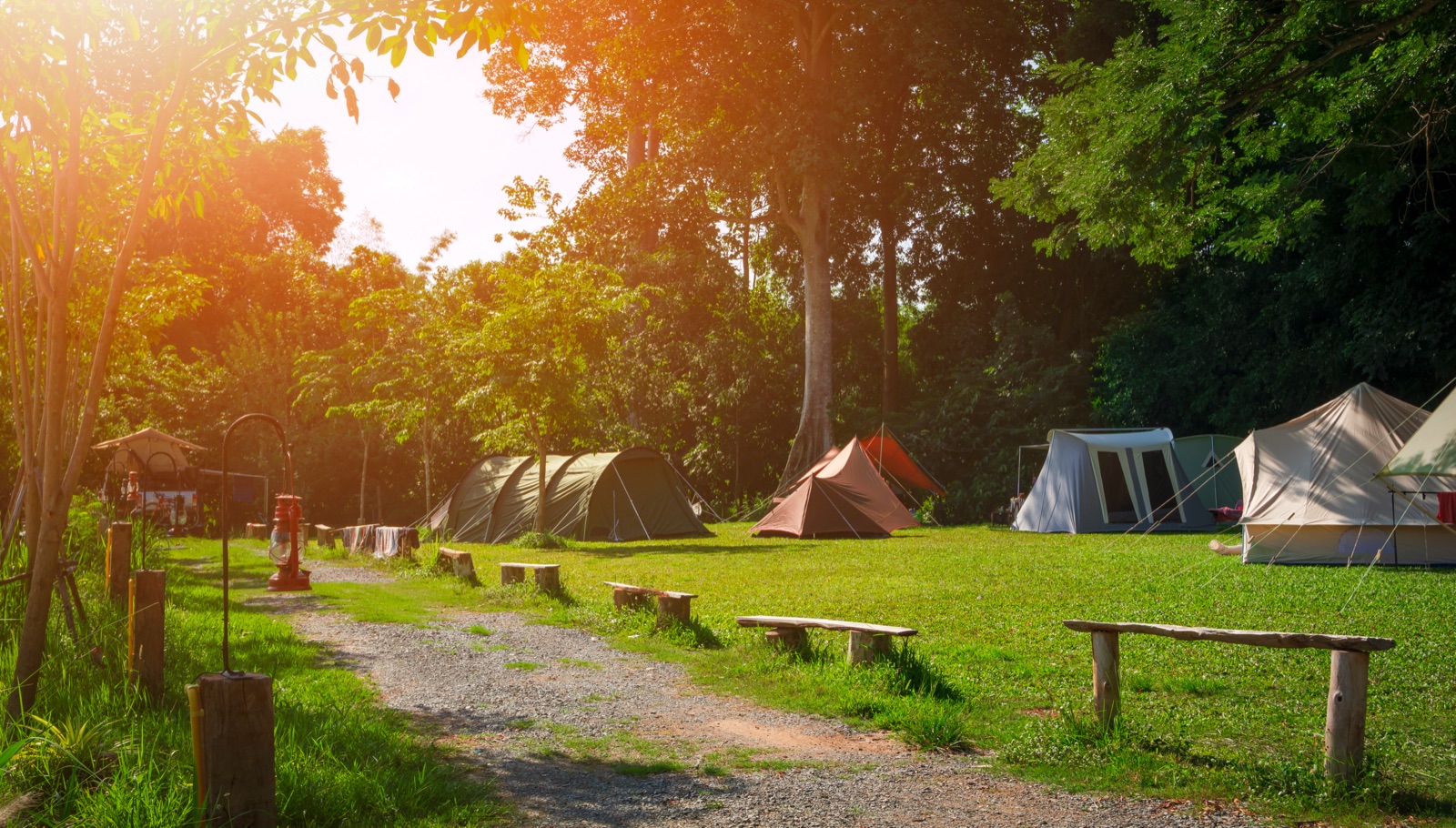 Tents pitched along a sunlit wooded campground lane